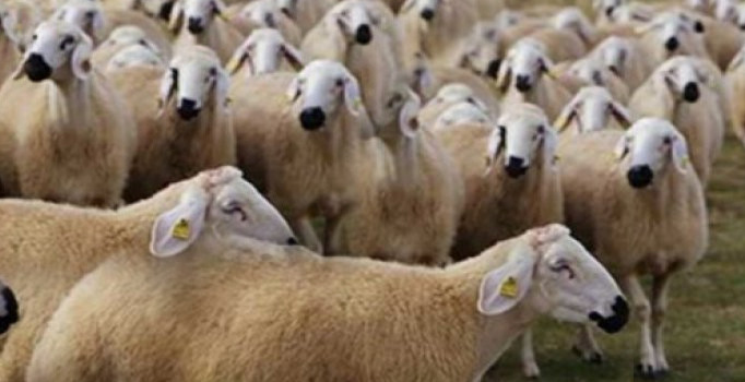 Kurban Bayramı'nda PTT açık mı?