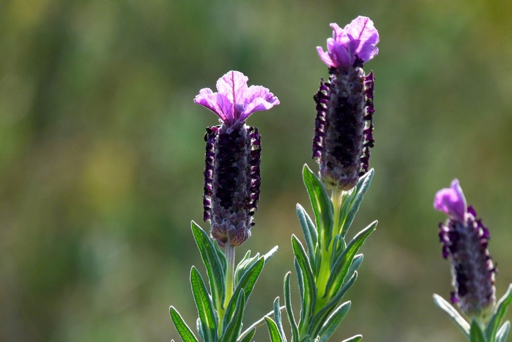 Karabaş otu nedir? Faydaları nelerdir? Karabaş otu çayı nasıl hazırlanır?