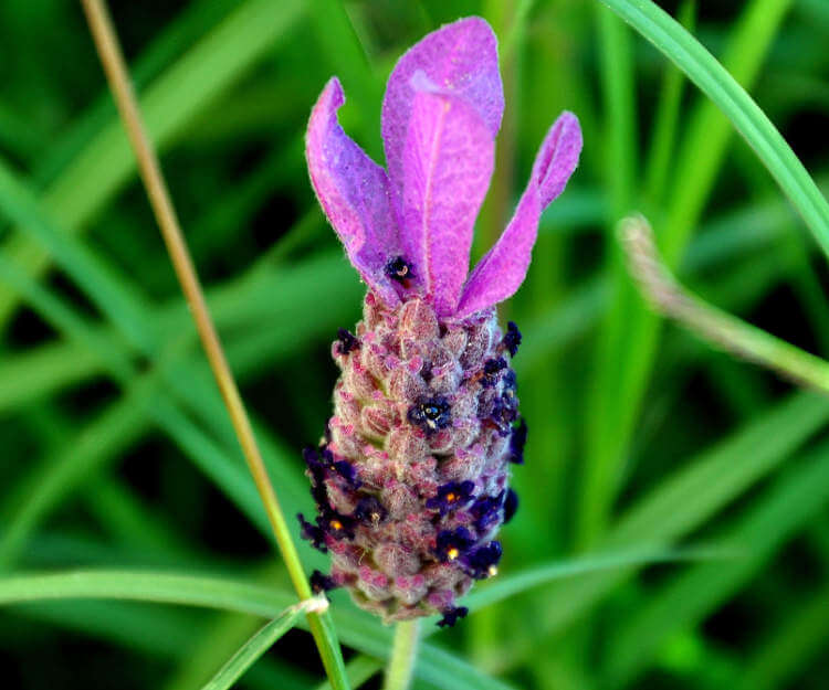 Karabaş otu nedir? Faydaları nelerdir? Karabaş otu çayı nasıl hazırlanır?
