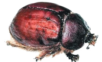 Bu gıdaları tükkettiyseniz defalarca böcek yemiş olabilirsiniz!