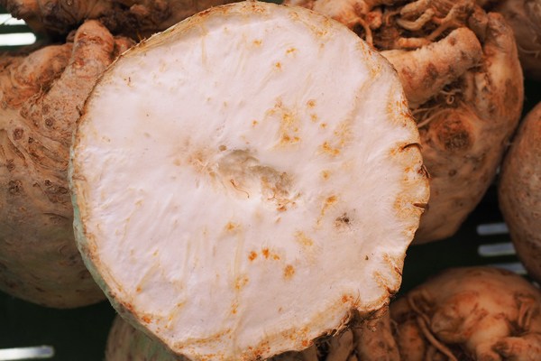 Kerevizin faydaları nelerdir? Kereviz zayıflatır mı?