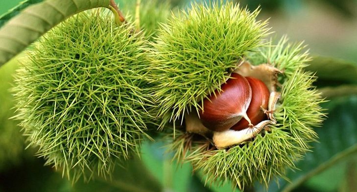 Kestane nasıl pişirilir? Nasıl çizilir? Kestane fırında nasıl yapılır?