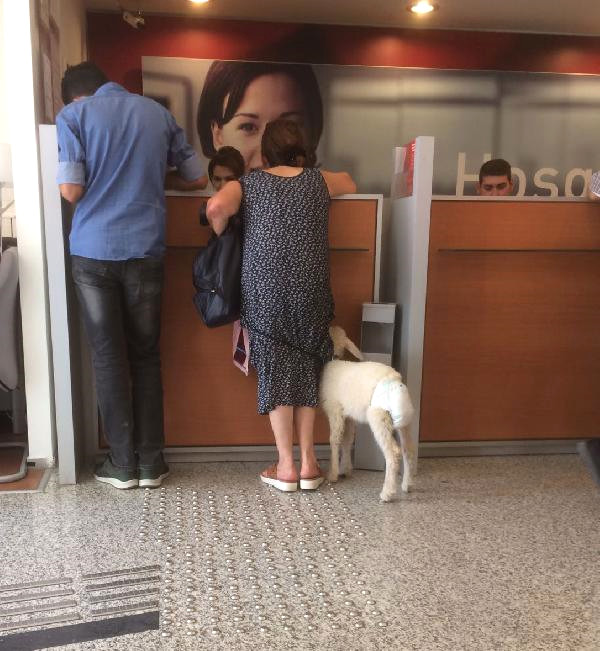 Altına bebek bezi bağladığı kuzuyla bankaya gelen kadın dikkat çekti