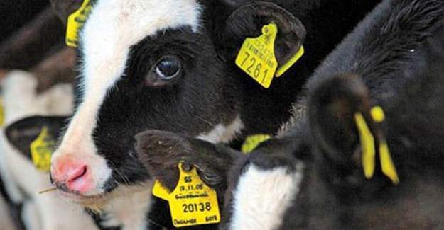 Tarım ve Orman Bakanı müjdeyi verdi: Hayvan küpe bedellerini karşılayacağız