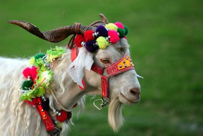 Kurban Bayramının 4. günü kurban kesilir mi? 