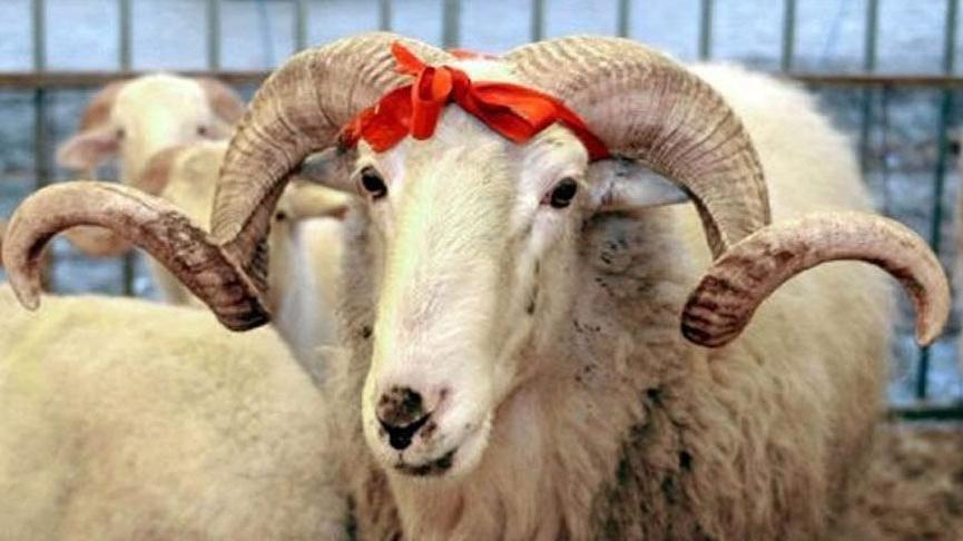 Kurbanlık alırken nelere dikkat edilmeli? Hangi hayvanlar kurban olur?