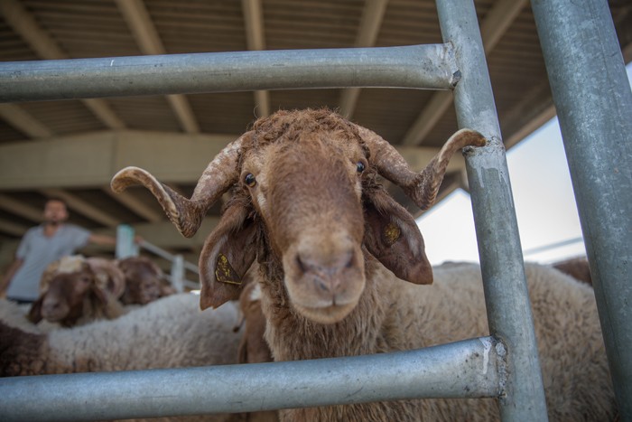 2018 Kurban bayramı hangi gün? İşte Kurban bayramı başlangıç tarihi