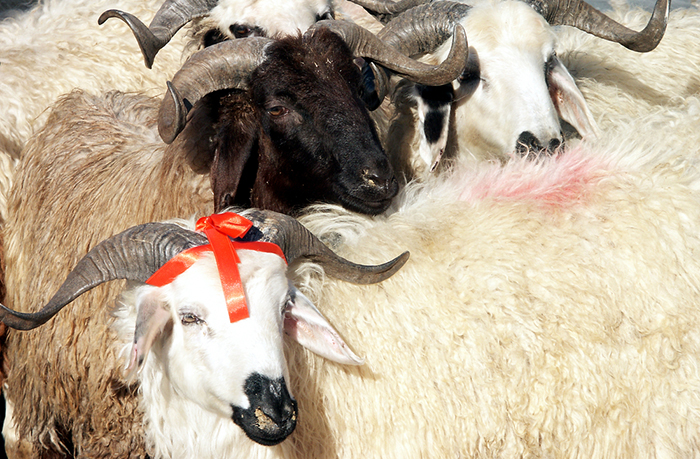 Diyanetten kurban açıklaması: Bunu yaparsanız kurbanınız geçersiz olur