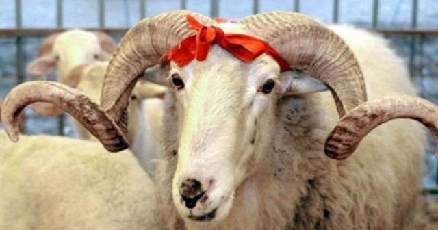 Kurbanlık nasıl yatırılır?