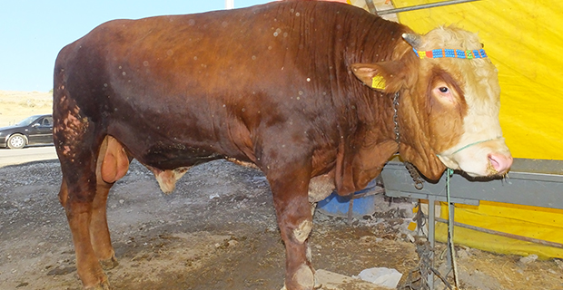 Kartal kurban kesim yerleri 2018 - Kartal'da nerede kurban kesilir?