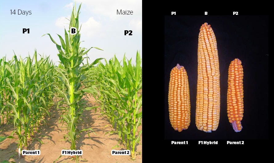 Hibrit nedir? Hibrit tohum nedir? Hibrit araç nedir? 