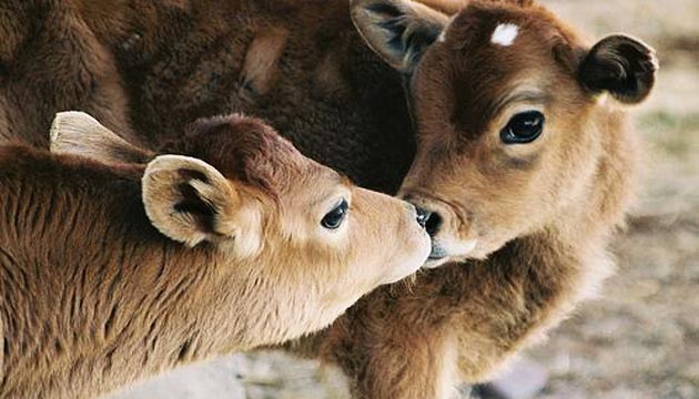 Malak desteklemesi 2018 ne zaman yatacak? Ne kadar?