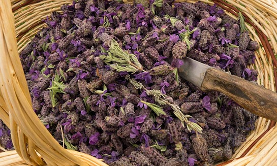 Karabaş otu nedir? Faydaları nelerdir? Karabaş otu çayı nasıl hazırlanır?