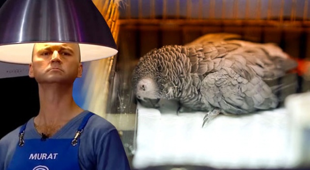 MasterChef Murat Özdemir'in papağanı öldü mü? | Papağan'ın son durumu
