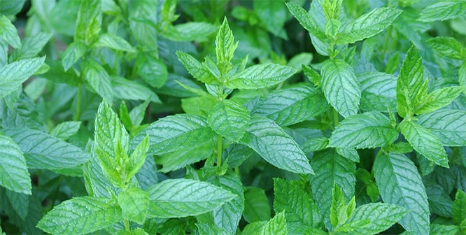 Nanenin faydaları nelerdir? Nane çayı nasıl hazırlanır?