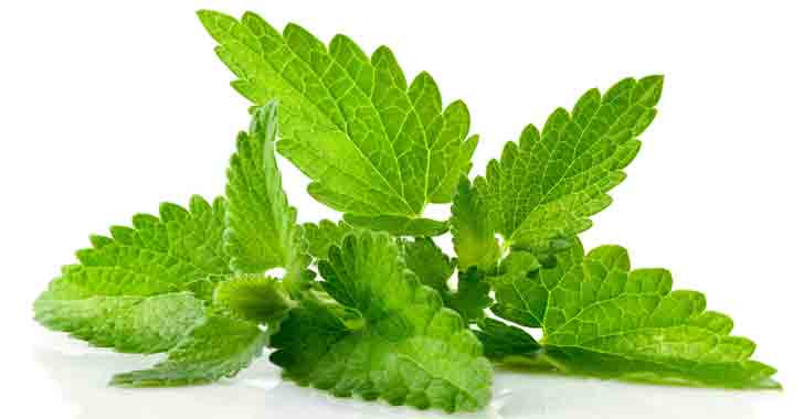 Nanenin faydaları nelerdir? Nane çayı nasıl hazırlanır?