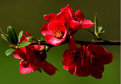 Narın faydaları nelerdir? Nar neye iyi gelir? Kolay nar soyma tekniği