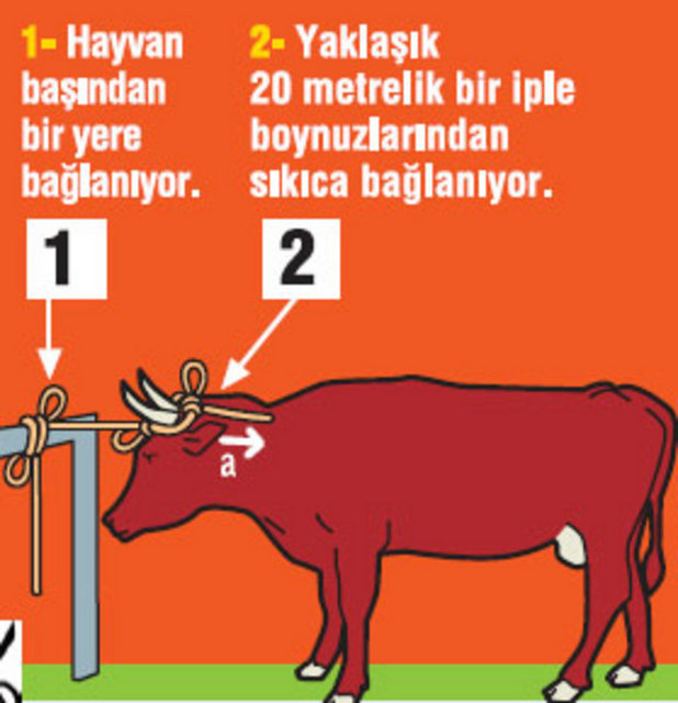 Kurbanlık nasıl yatırılır?
