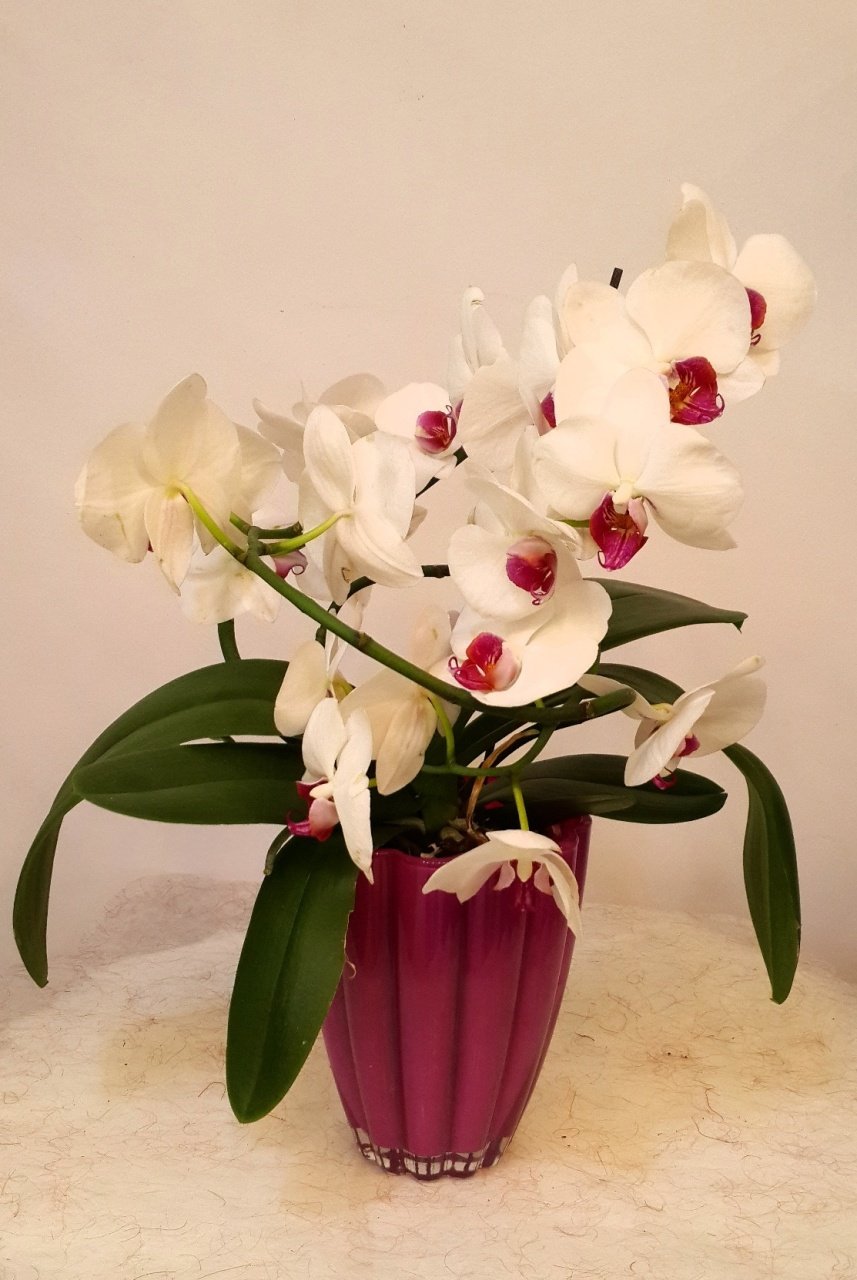 Orkide nasıl bakılır? Orkide saksısı nasıl olmalı?