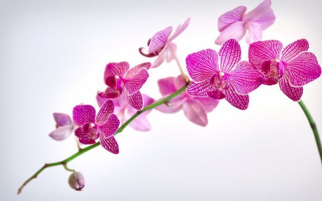 Orkide nasıl bakılır? Orkide saksısı nasıl olmalı?