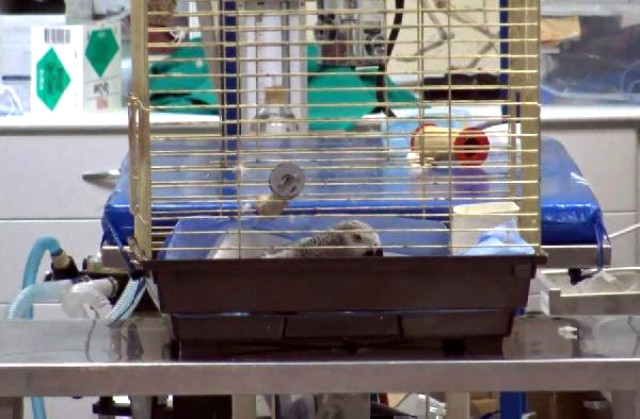 MasterChef Murat Özdemir'in papağanı öldü mü? | Papağan'ın son durumu