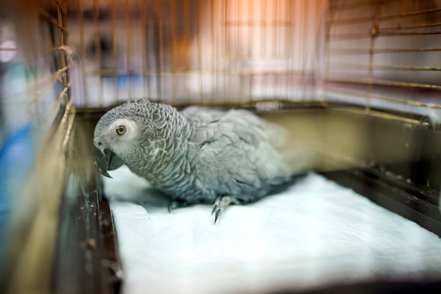 MasterChef Murat Özdemir'in papağanı öldü mü? | Papağan'ın son durumu