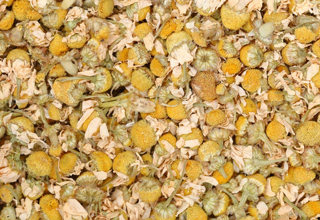 Papatya çayının faydaları nelerdir? Neye iyi gelir? Nasıl demlenir?