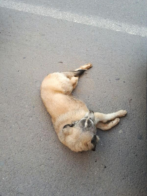 Çarpıp Tampona Sıkıştırdığı Köpekle Dakikalarca İlerledi