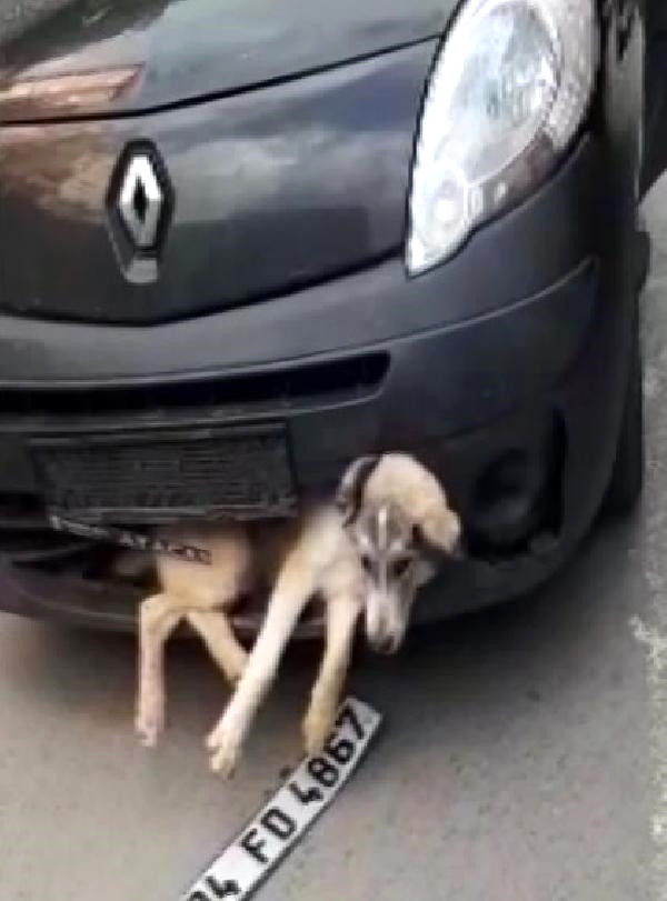 Çarpıp Tampona Sıkıştırdığı Köpekle Dakikalarca İlerledi
