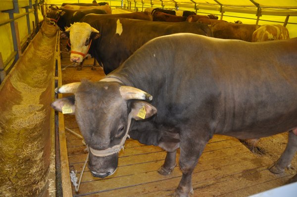 Kurbanlık alırken nelere dikkat edilmeli? Hangi hayvanlar kurban olur?