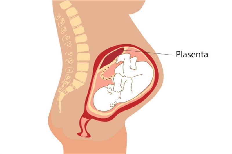 Plasenta nedir? Plasenta yenir mi? Güzellik için plasenta yeme akımı Türkiye'de!