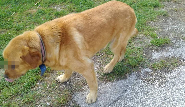 Tokat'ta büyük vahşet