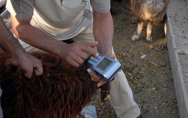 Krediyle kurban kesilir mi? Diyanetten açıklama geldi