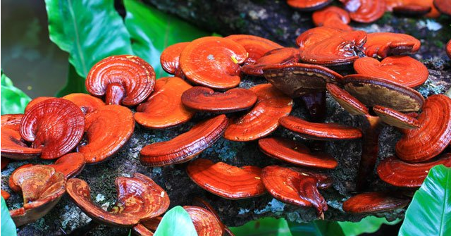 Reishi mantarı nedir? Faydaları nelerdir?