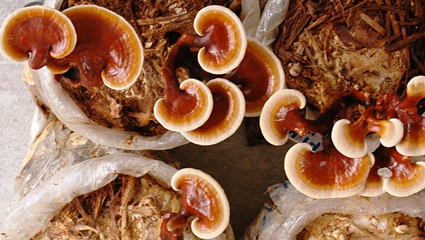 Reishi mantarı nedir? Faydaları nelerdir?