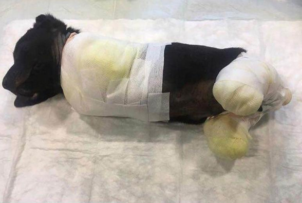 Sakarya'da bacakları ve kuyruğu kesilen yavru köpek kurtarılamadı