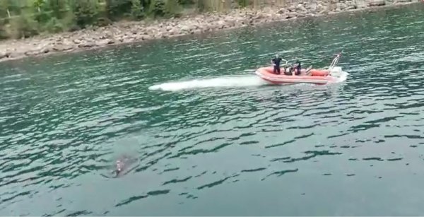 Rize'den kaçan kurbanlık dana, Trabzon'da yüzerkenden bulundu