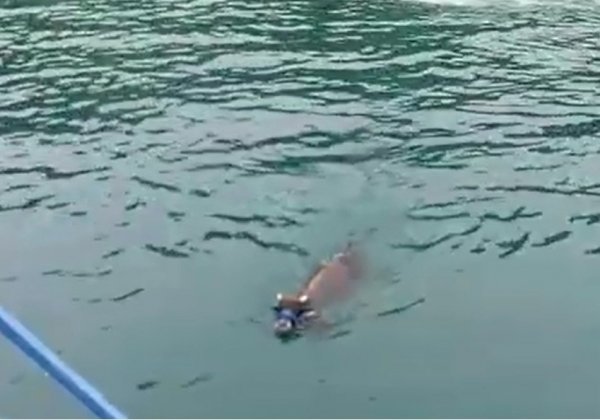 Rize'den kaçan kurbanlık dana, Trabzon'da yüzerkenden bulundu