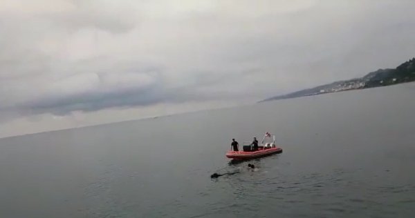 Rize'den kaçan kurbanlık dana, Trabzon'da yüzerkenden bulundu