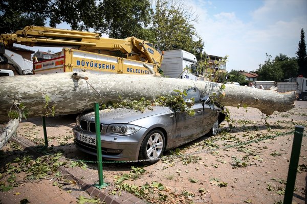 Tarihi ağaç, lüks aracın üstüne devrildi