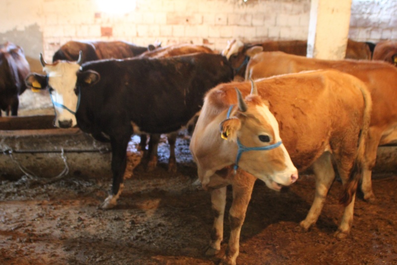 Adak kurban etinden kimler yiyemez? Adak kurbanın hükmü nedir?