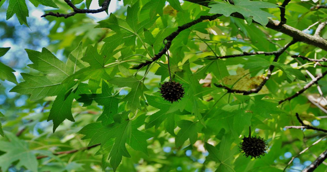 9 Ocak HADİ ipucu "Yağı kozmetik ve eczacılıkta kullanılan günlük ağaç hangisidir?"