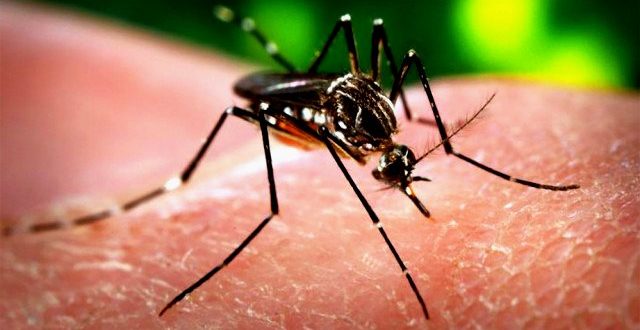 Zika Virüsü Nedir Nasıl Bulaşır | Sağlık Bakalığı Açıkladı