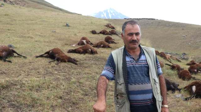 Sürüye yıldırım düştü, 74 koyun telef oldu!