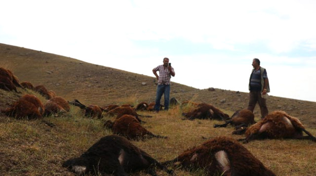 Sürüye yıldırım düştü, 74 koyun telef oldu!