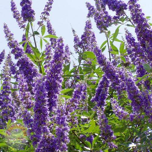 Hayıt'ın faydaları nelerdir?