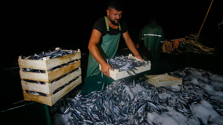 Avlanma yasağının kalkmasıyla tezgahtaki balık fiyatları yüz güldürdü