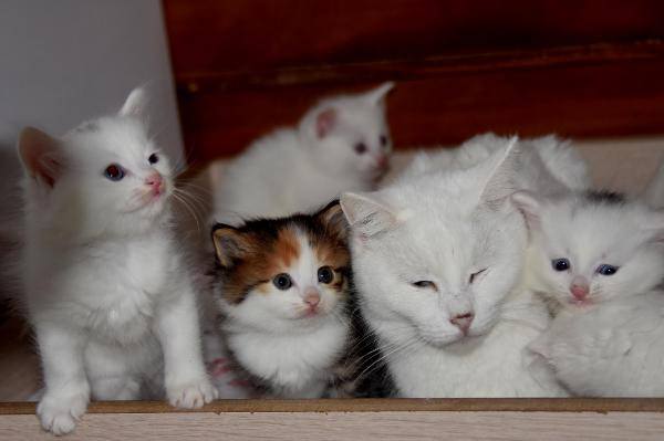 Kahverengi Van Kedisi doğdu