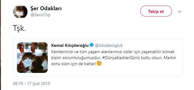 Dünya Kediler Günü nedir? Ne zaman ve nasıl ortaya çıktı?
