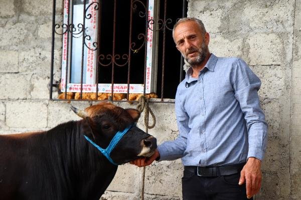 Rize'den Trabzon'a kaçan dana kesilmeyecek